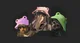 Frog Hat Bros