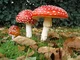 Red Mushroom 
