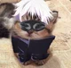 Catgojo