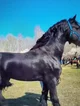 Draft horse