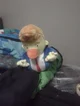 Ducktrump