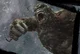 King Kong Simulator