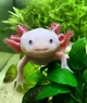 Axolotl