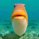 fishy