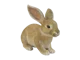 European Rabbit