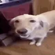 Butter dog