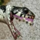 eater snake