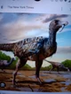 Velcioraptor
