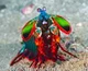 Mantis Shrimp 