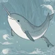 Narwhal