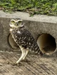 Burrowing Owl