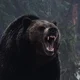 Pissed Grizzly Bear