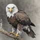 Eagle of prey 
