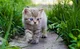 Cute cat