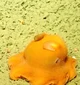 Dumbo octopus 