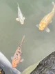 Koi fish