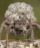 Huntsman spider