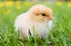 A cute baby chick