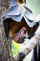 Golden-Crowned Bat