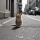 Street cat_