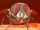 Fred The Fly