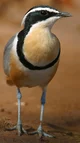 Pip Plover 