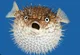 Puffy Pufferfish 