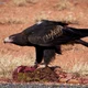 Wedge-Tailed Eagle