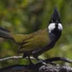 Eastern Whipbird