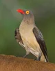 Skipper Oxpecker 