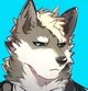 Grey wolf roomate 