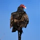 Vlad Vulture 