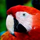 Stezzi The Parrot 