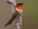 Henry Hummingbird 