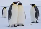 Preston Penguin 