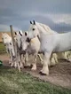 Draft horses