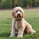 Goldendoodle