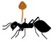 Zombie-Ant Fungus