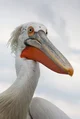 Phillip The Pelican