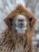 Cody The Camel