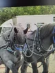 Draft horses