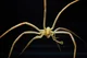 Antarctic Sea Spider