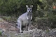 Wallace Wallaby