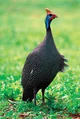 Gene Guineafowl 