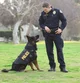 Brother officer 