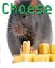 1 - a rat