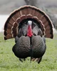 Tom Turkey 