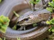 Sniper The Slow Worm