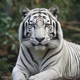 White tiger pack