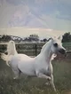 Arabian horse